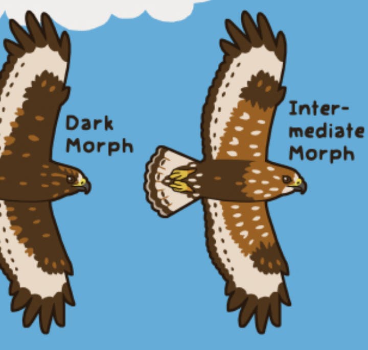 Hawk Morphs