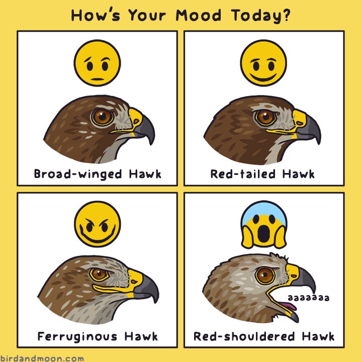 Hawk Moods