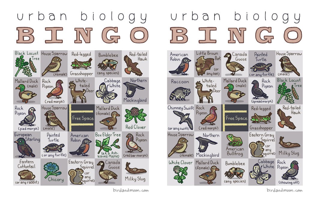 Urban Biology Bingo